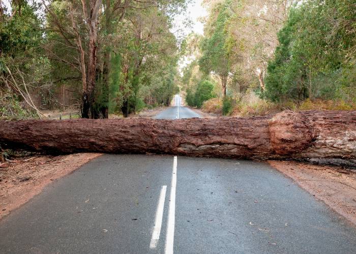 Emergency tree removal