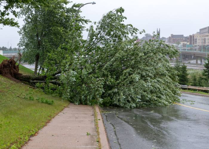 Emergency tree removal - west lothian 