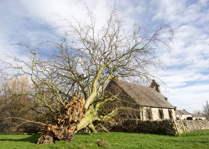 Emergency tree removal - central Scotland