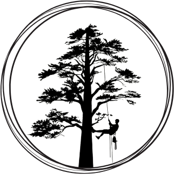 BM - The BM - Tree Surgeon