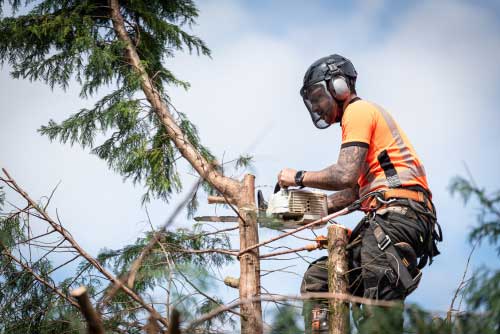 Hazardous Tree Removal