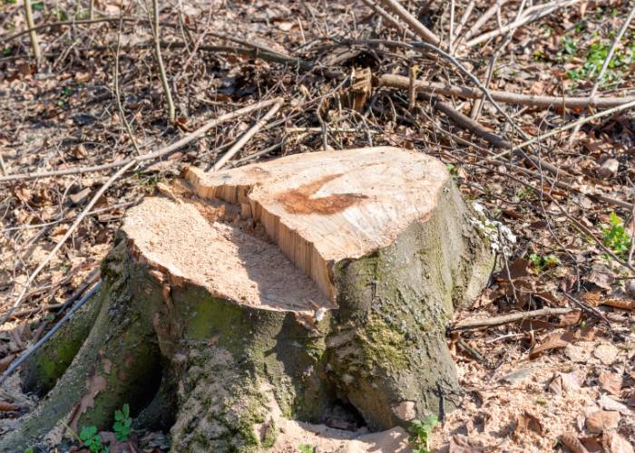 Stump and root removal