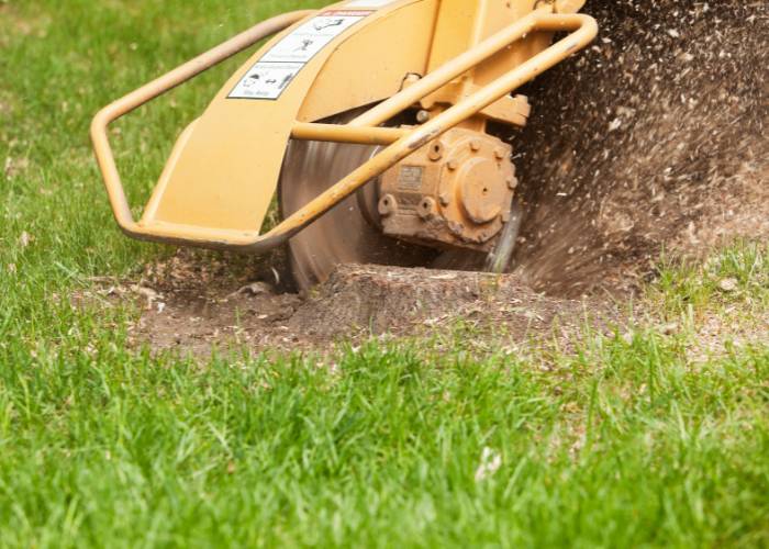 Stump grinding and removing