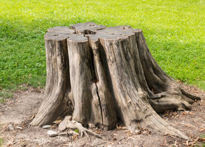 Removing tree stumps