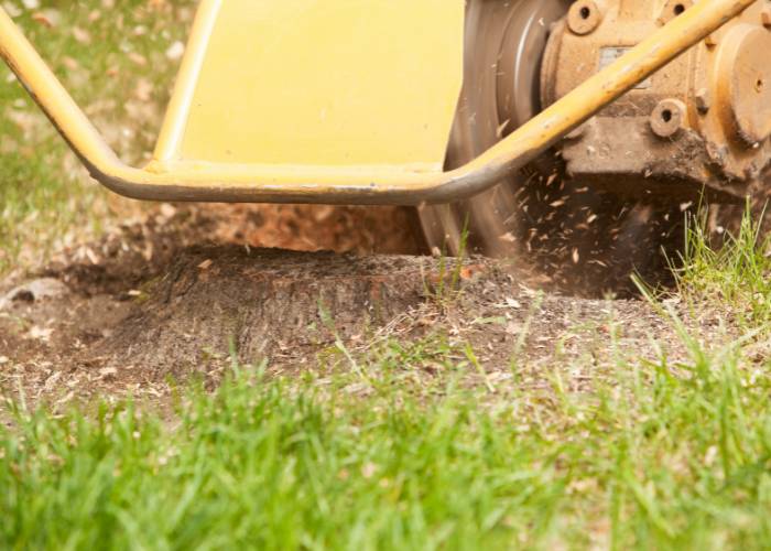 Remove roots and tree stumps