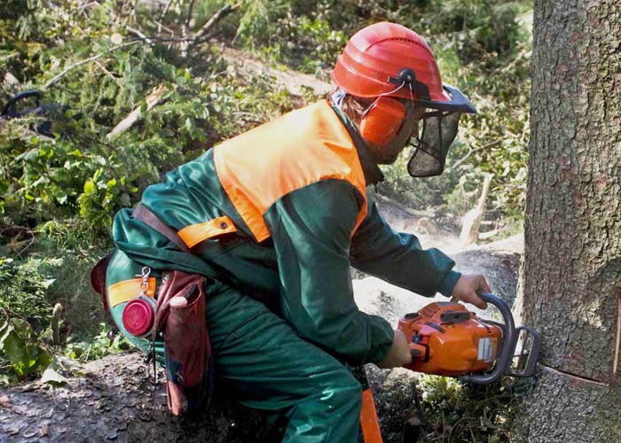Tree Felling