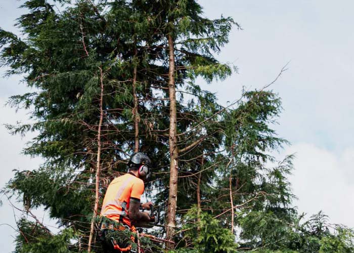 Tree Pruning