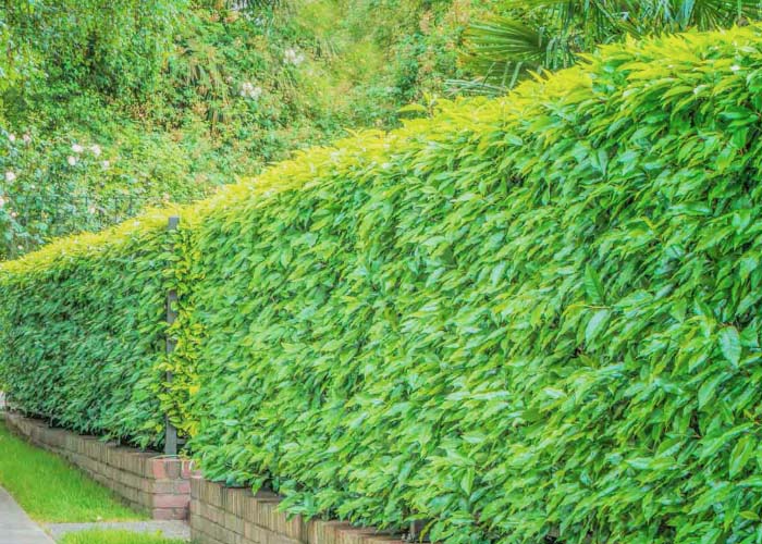 Hedges and Bushes